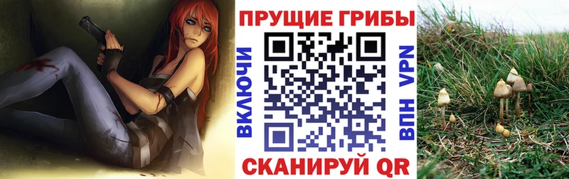 Купить где  Курчатов  Галлюциногенные грибы мицелий 